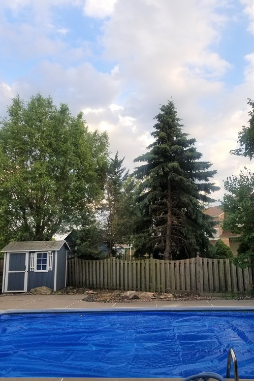 Large Tree Removal After