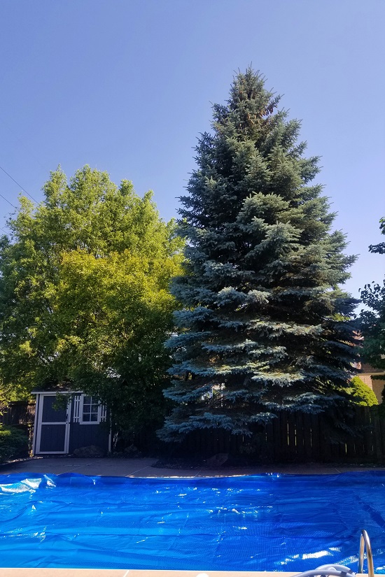 Large Tree Removal Before
